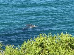 Dolphins! Pod of three travelling up the coast.